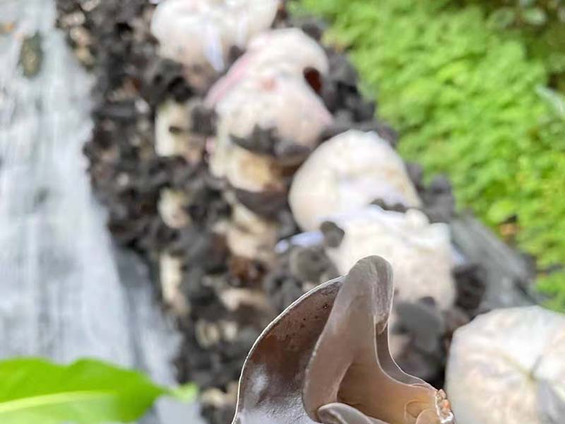 琼海冬季黑木耳-09