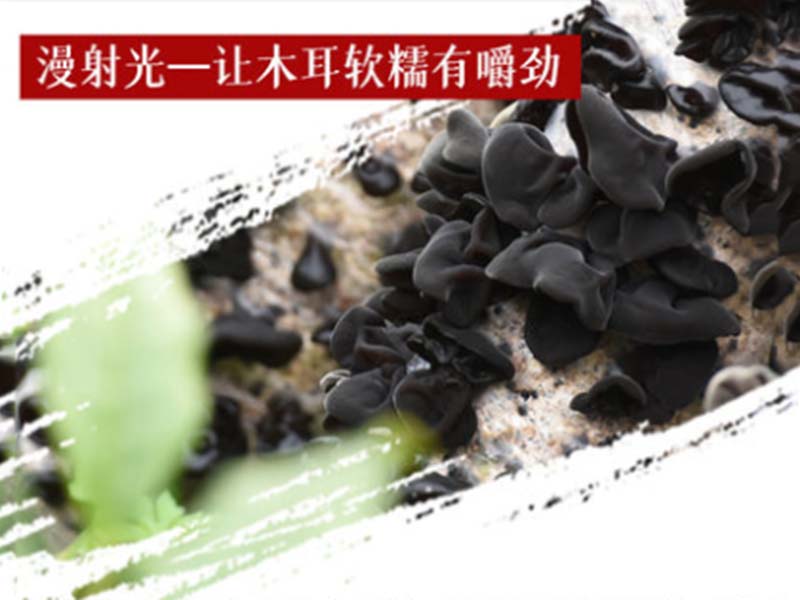 琼海冬季黑木耳-08