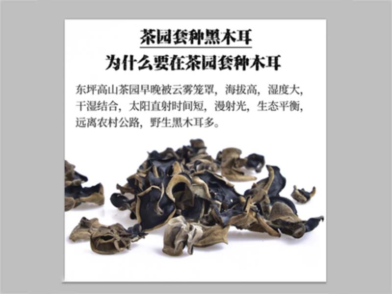 琼海冬季黑木耳-12