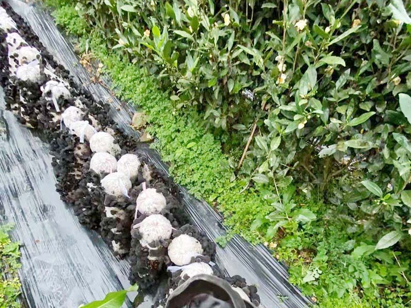 琼海冬季黑木耳-06