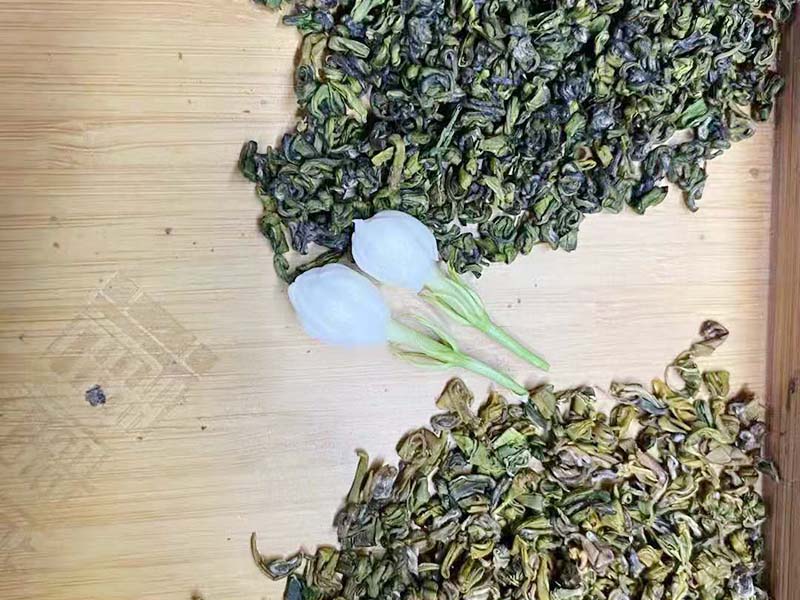 琼海秋季茉莉-04