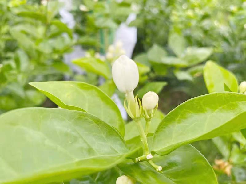 琼海秋季茉莉-05