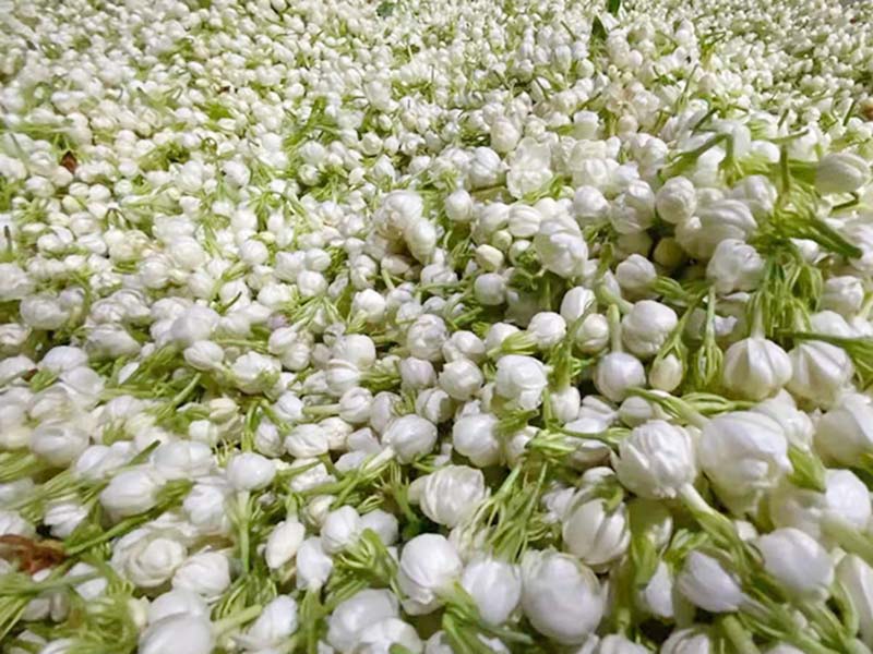 琼海秋季茉莉-03