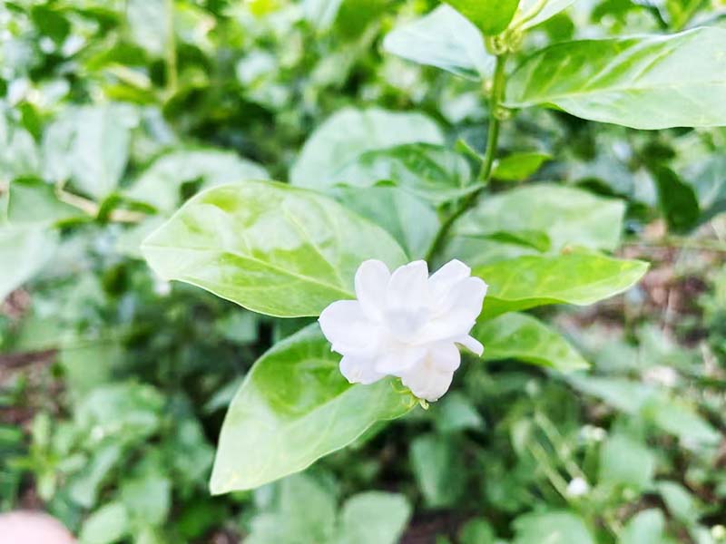 琼海秋季茉莉-06